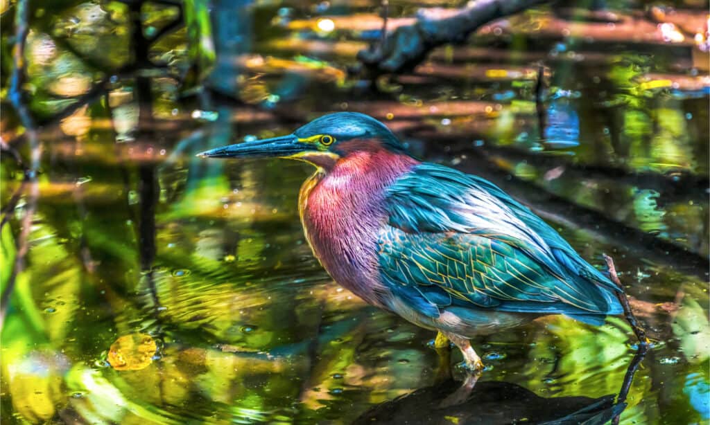 La pesca dell'airone verde