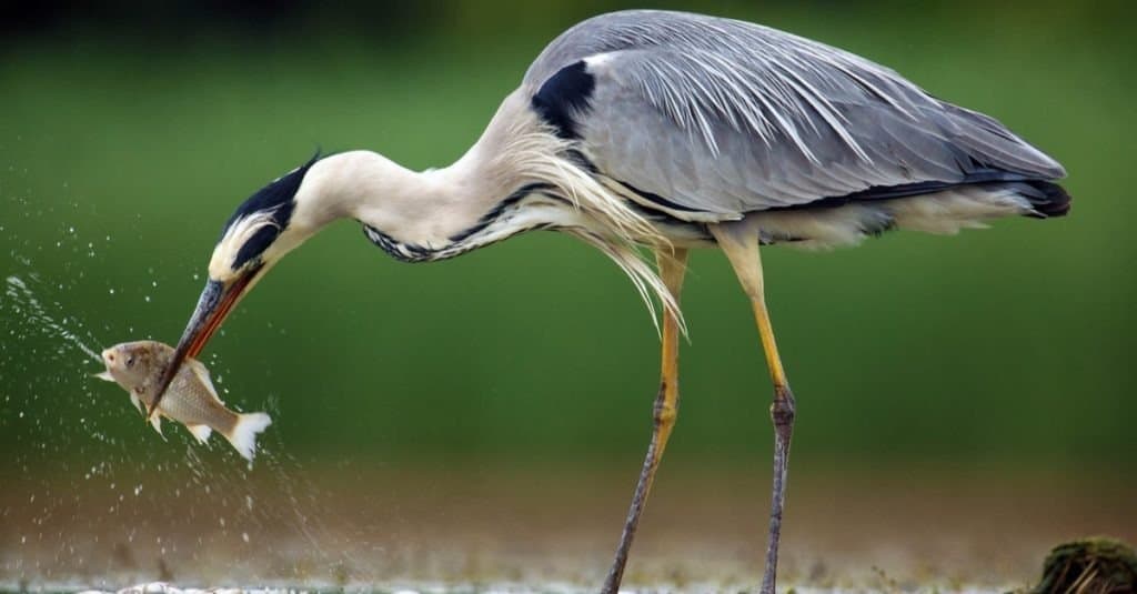 L'airone cinerino (Ardea cinerea) in piedi e la pesca in acqua.