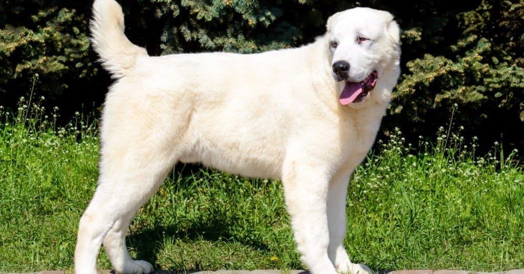 Akbash cane in piedi nell'erba