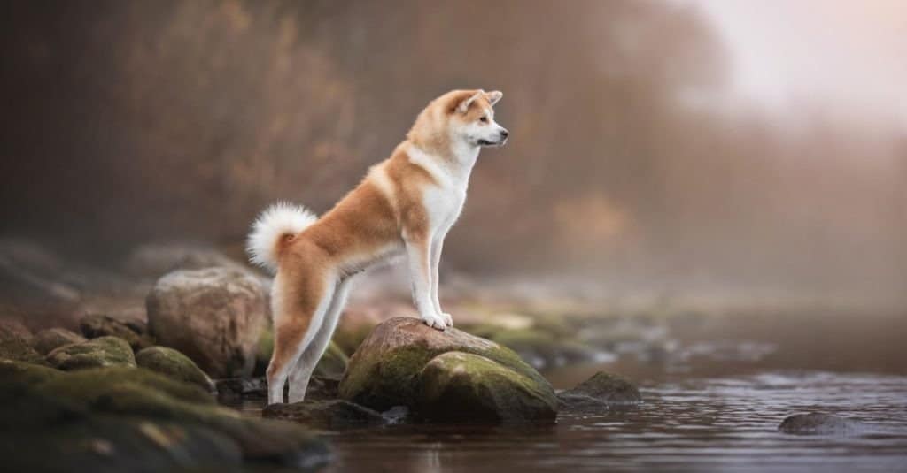 Femmina Akita inu in piedi sulle rocce sulla riva del lago