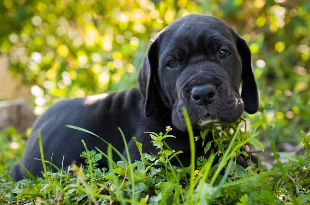 Bellissimo ritratto di cucciolo di cane Alano nero