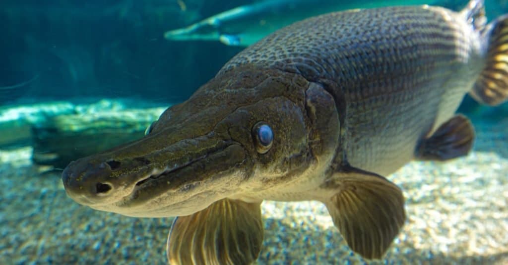 Il luccio alligatore (Atractosteus spatula) è un pesce eurialino con pinne raggiate imparentato con il bowfin nell'infraclasse Holostei.