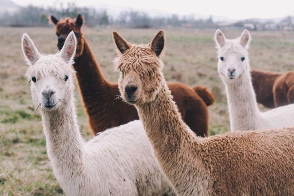 Gruppo colorato / confezione di Alpaca