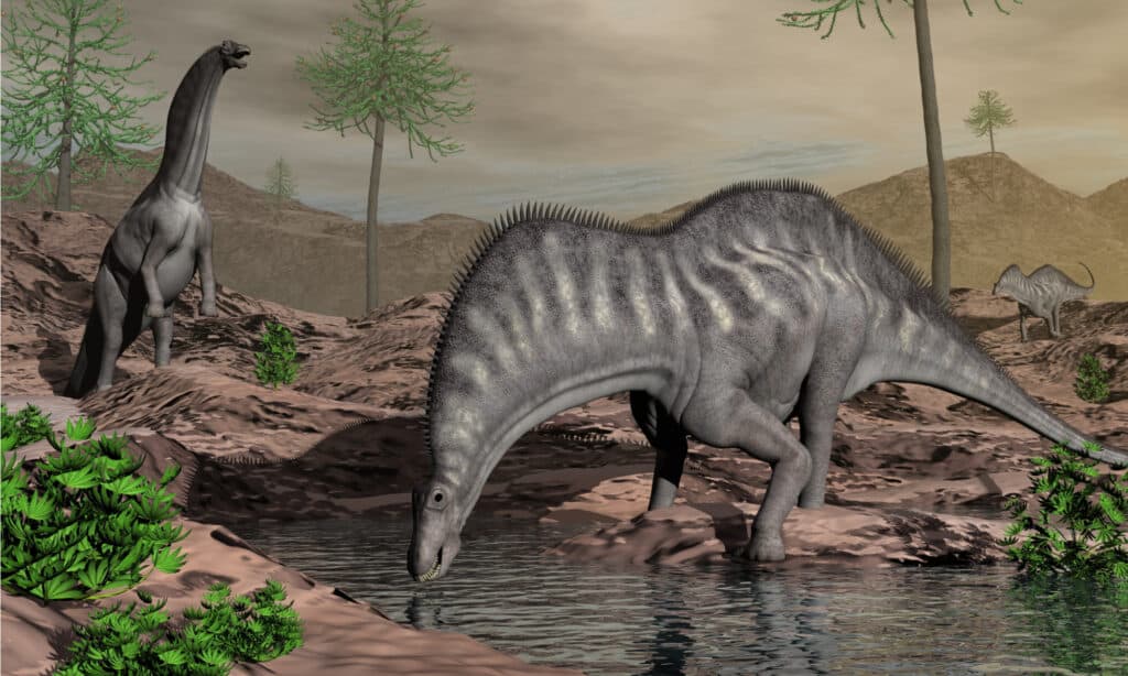 Amargasaurus aveva denti lunghi che lo aiutavano a strappare foglie, rami e altra vegetazione dalle piante.