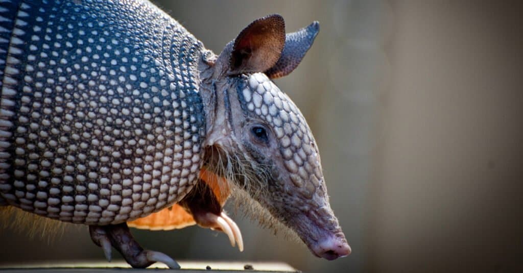 Animali più assonnati – Gigante