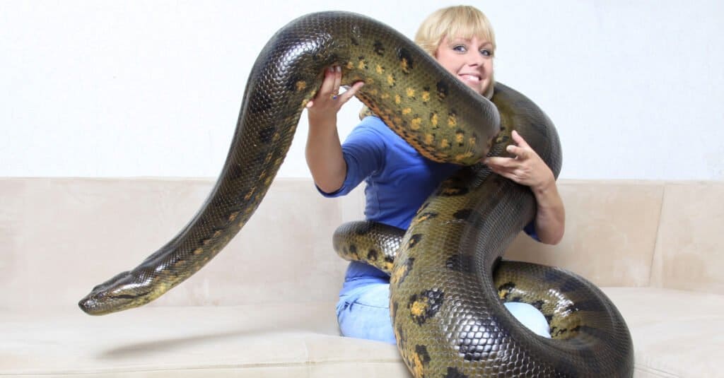 Cosa mangiano le anaconda - Pet Anaconda