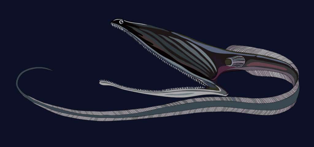 Anguilla Gulper
