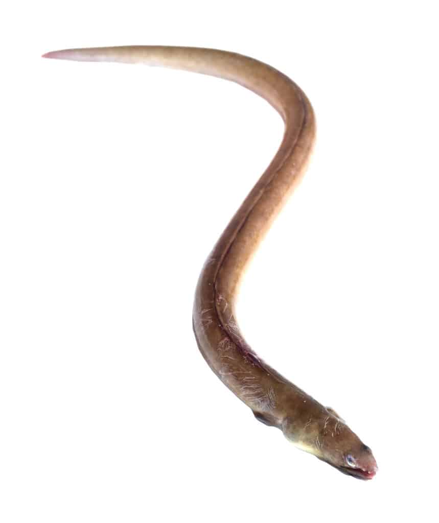 Anguilla americana