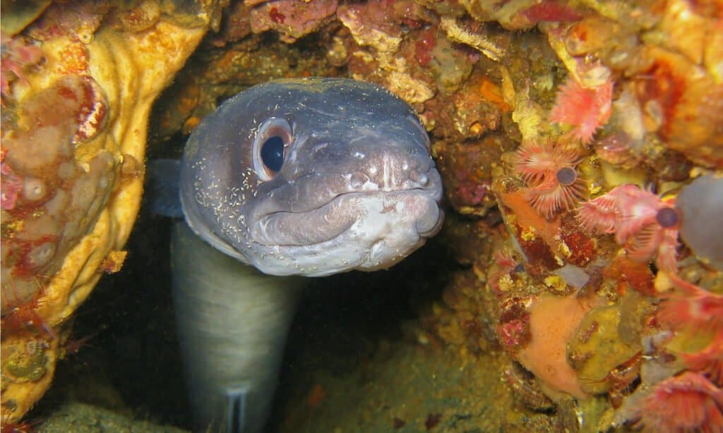 primo piano di un'anguilla europea che spunta tra le rocce