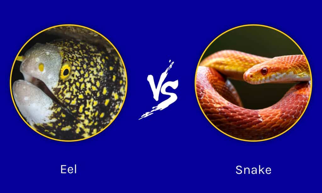 Anguilla contro serpente