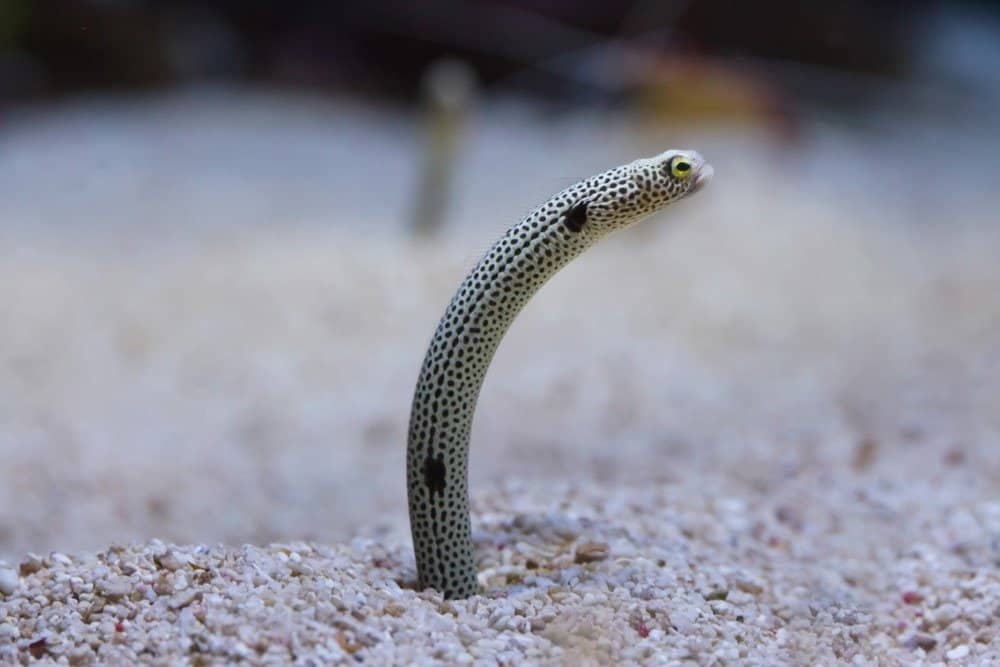 Anguilla maculata (Heteroconger hassi).