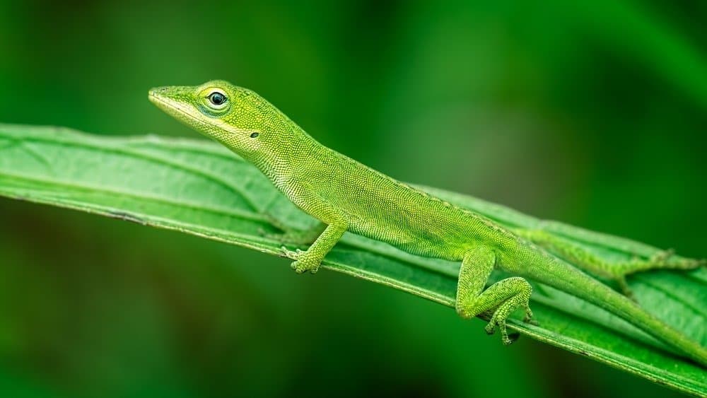 Cosa mangiano le anole?  - Green Anole Lizard rilassante