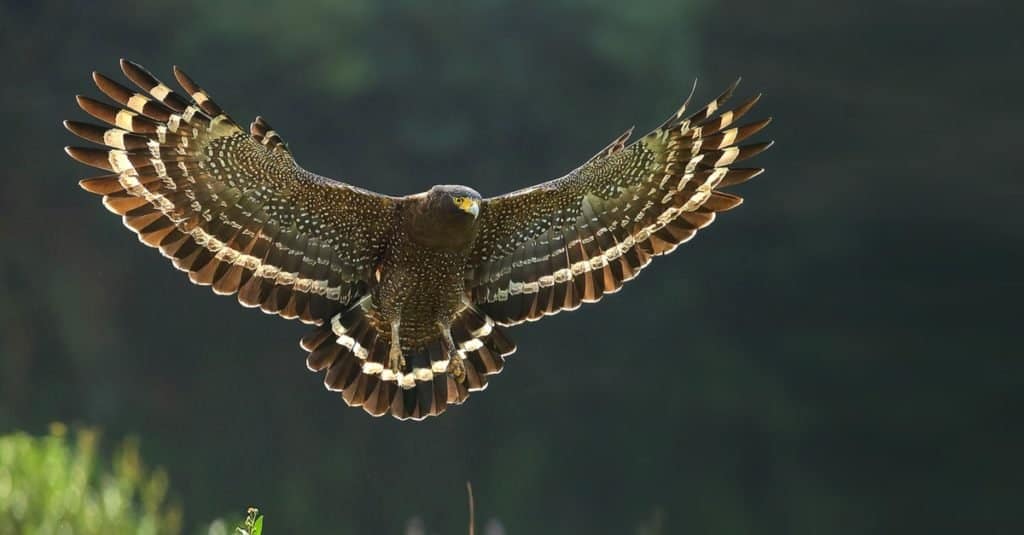 Aquila serpe crestata in volo