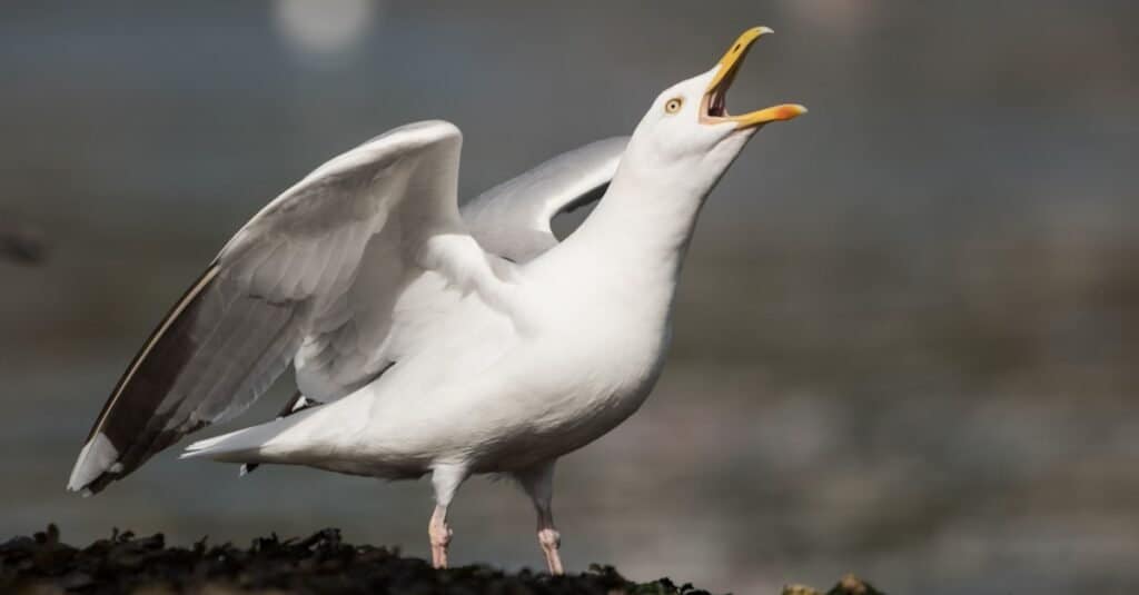Uccelli più pericolosi