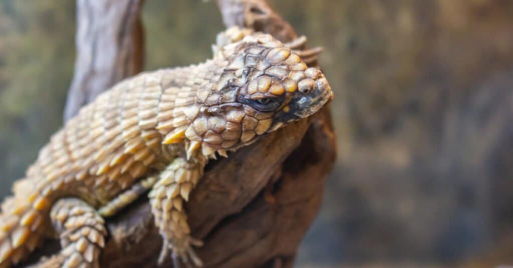 Le code della lucertola armadillo crescono più lunghe del resto dell'intero corpo della lucertola armadillo.