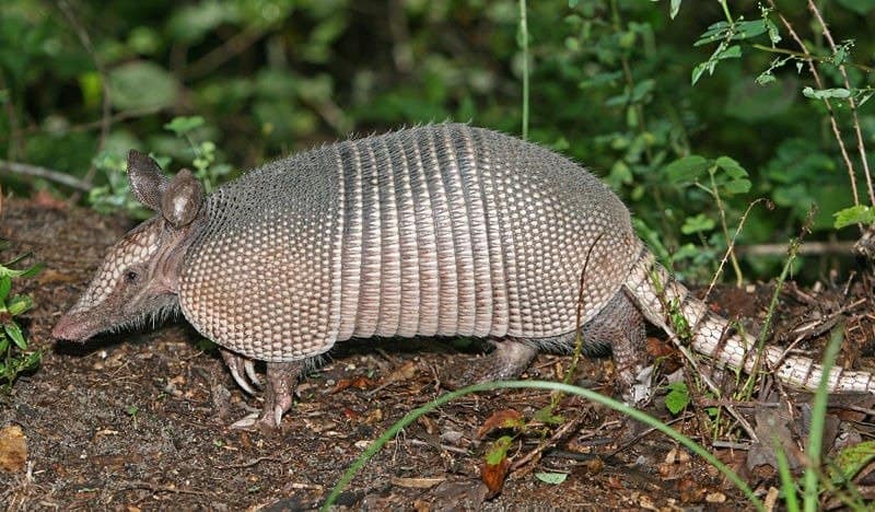 Armadillo che cammina su un sentiero sterrato
