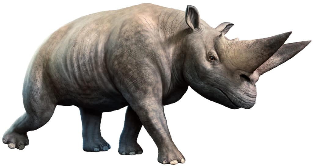Arsinoitherium su sfondo bianco