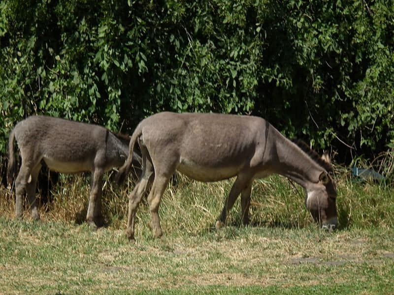 Asino africano, Equus asinus, foto scattata in Tanzania