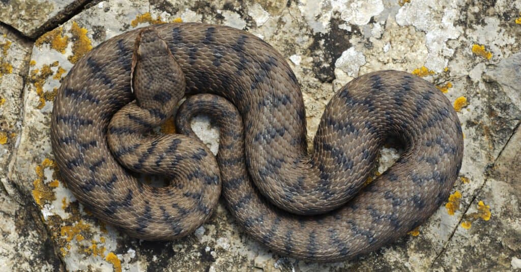 Vipera Asp (Vipera aspis) su una roccia, Liguria, Italia. I maschi sono generalmente grigi con un leggero motivo a zig-zag di colori più scuri sul dorso.