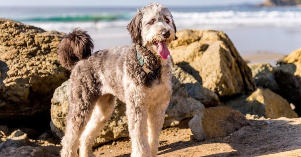 Cane Aussiedoodle che gioca sulla spiaggia