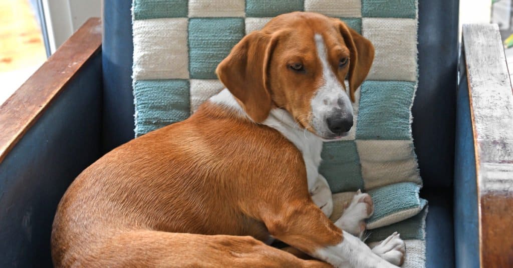 Conducente cane seduto su una sedia a dondolo