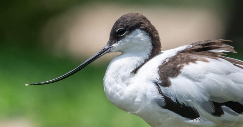 Profilo Avocetta