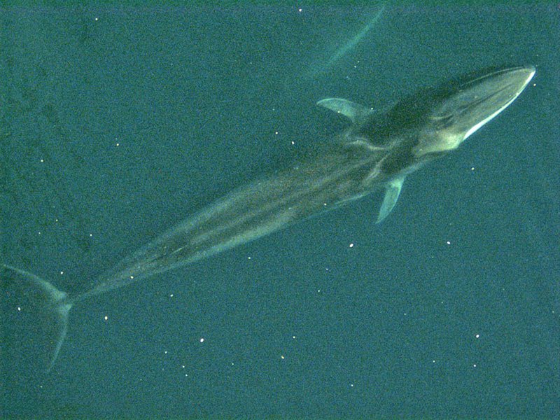 La balenottera azzurra contro la balenottera comune