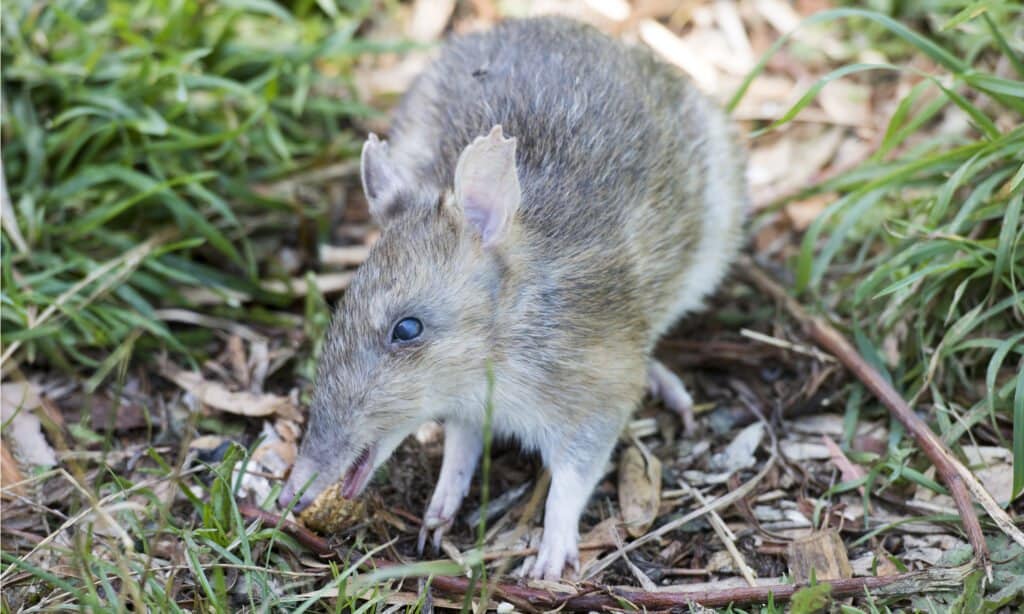 Bandicoot barrato orientale