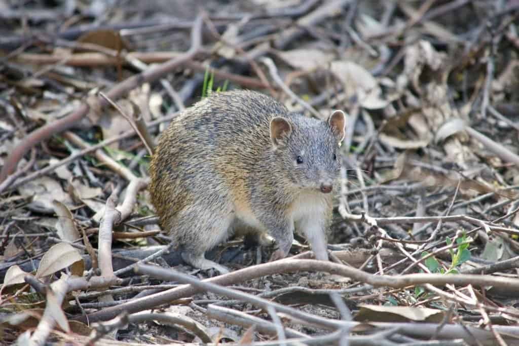 Un piccolo animale bandicoot accovacciato tra ramoscelli e foglie.