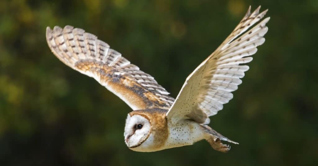 Barbagianni in volo