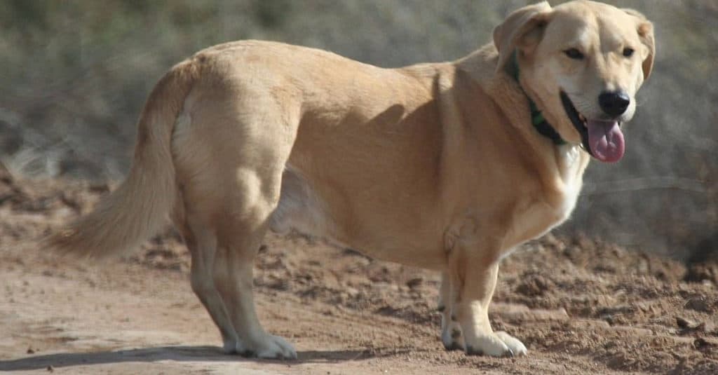 Bassador in piedi nel parco
