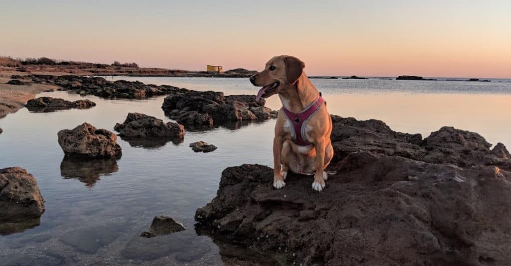 Beagador seduto su una roccia