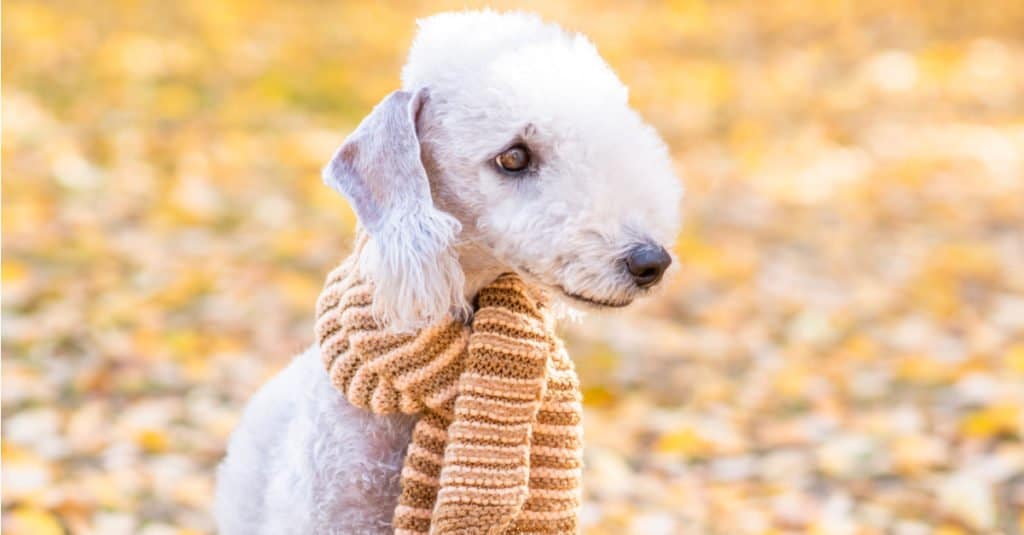 Bedlington terrier