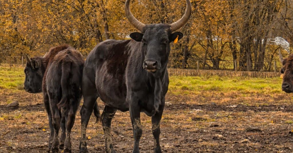 bue contro toro