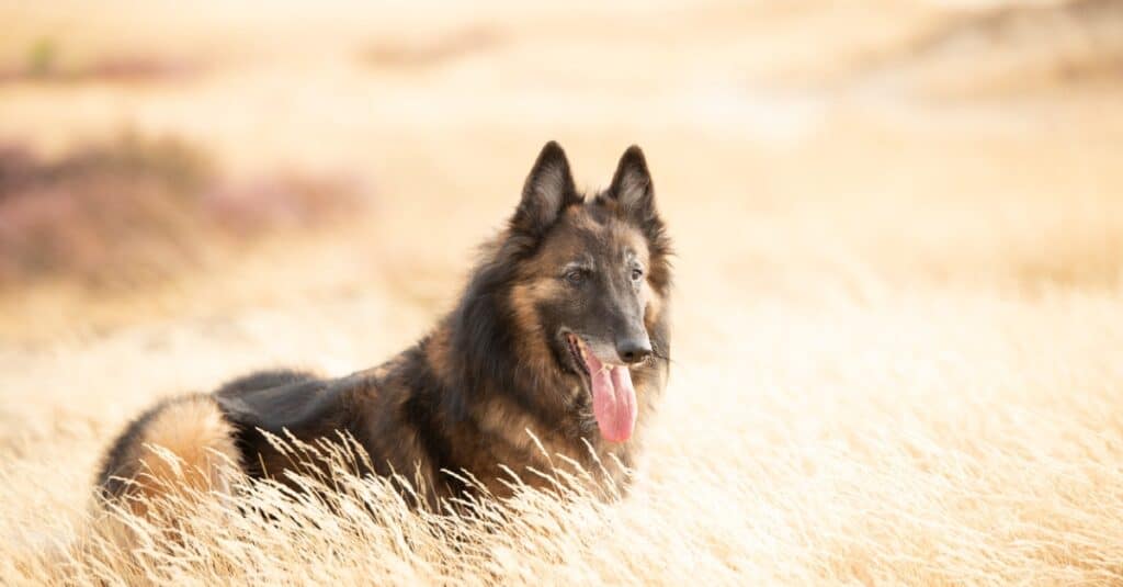 Belga Tervuren in erba