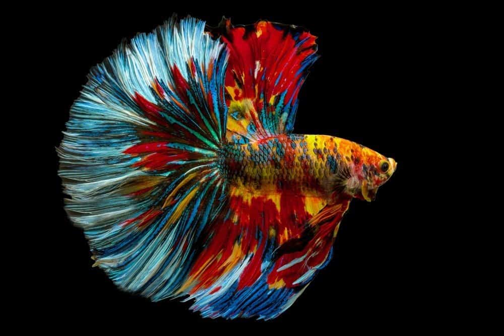 Betta splendens, pesce combattente siamese, coda lunga a mezzaluna multicolore fantasia arcobaleno isolata su sfondo nero