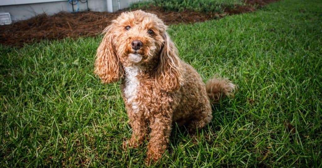 Lanuginoso cane rosso Bichon barboncino Bichpoo fuori in cortile