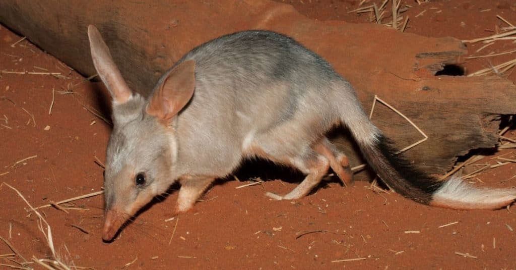 Captive Bilby su terra rossa.