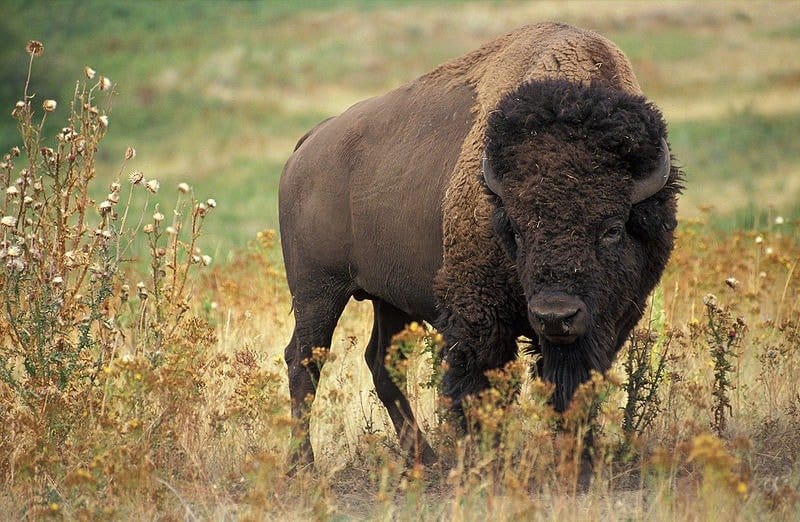 Immagine del bisonte adulto