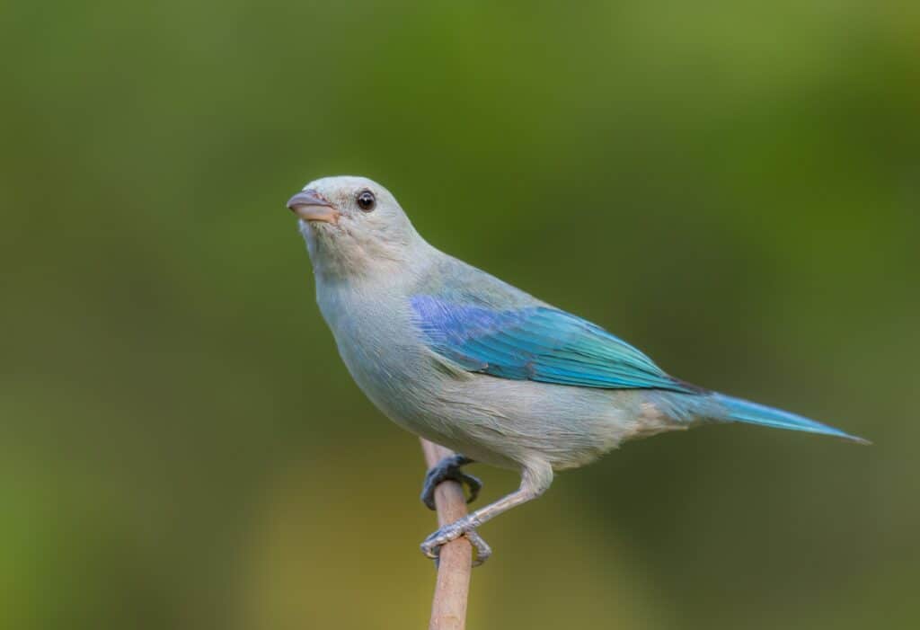 Tanager blu