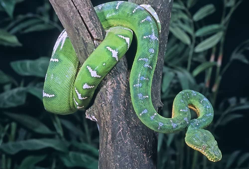 Boa dell'albero verde smeraldo arrotolato nell'albero