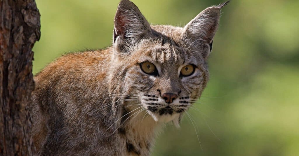 Le linci rosse sono pericolose - Bobcat