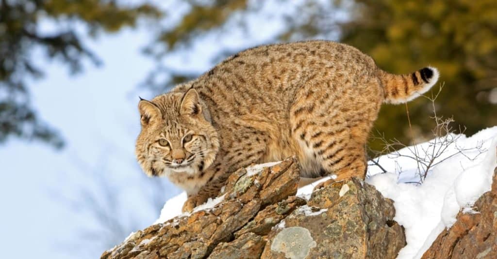 Proprietario di animali esotici Bobcat