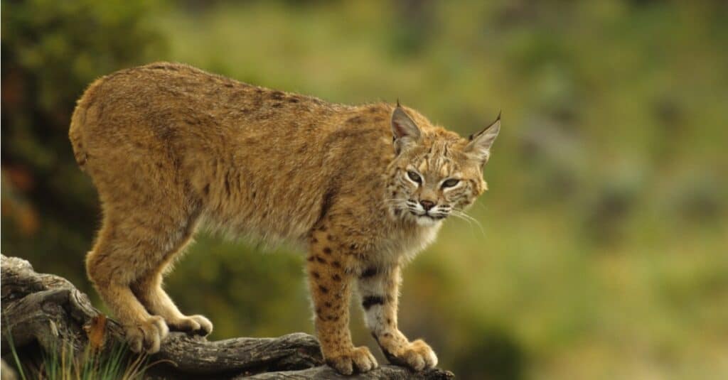 Bobcat in piedi in cima a una roccia