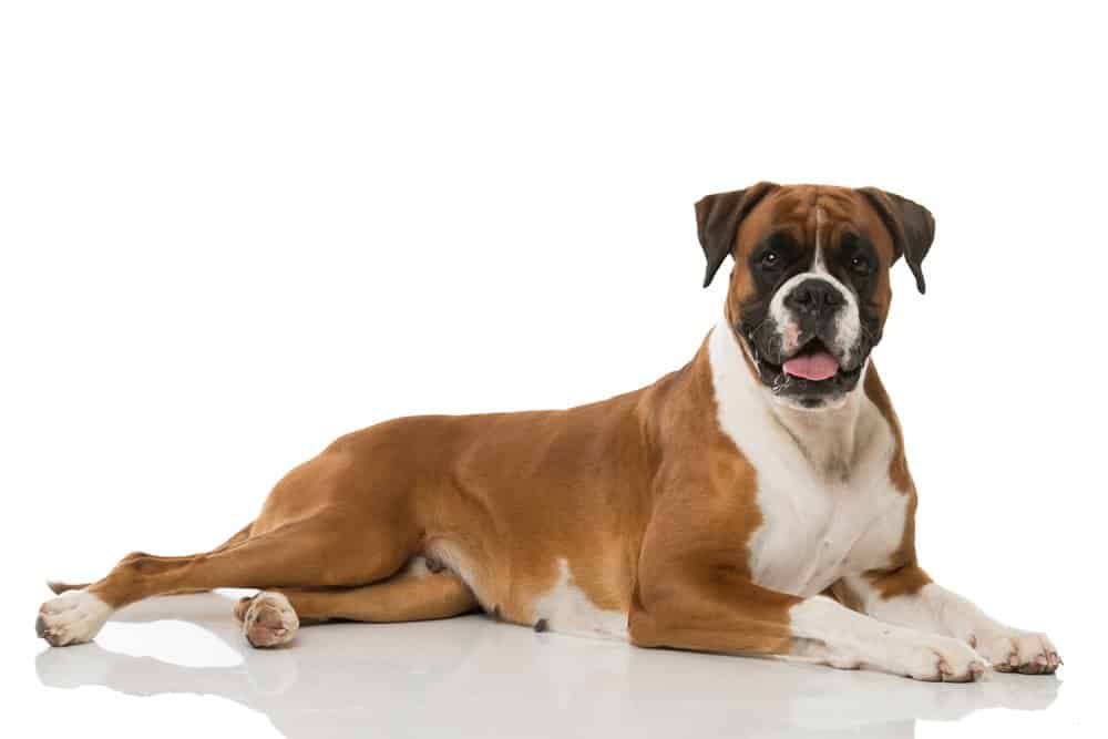 Boxer cane su sfondo isolato