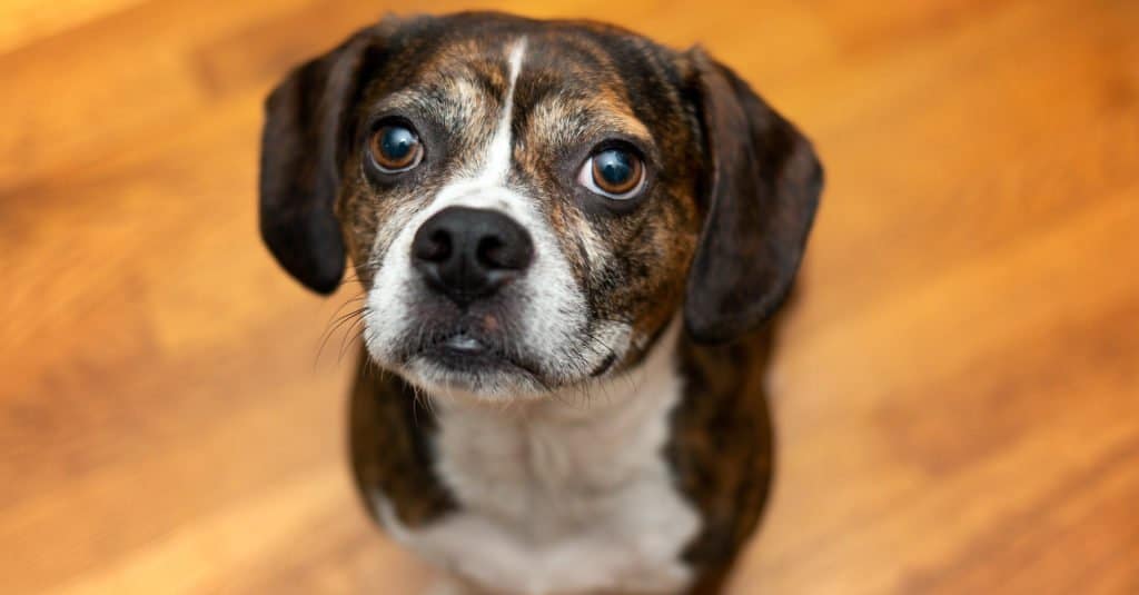Primo piano del cane Boggle, seduto in soggiorno.