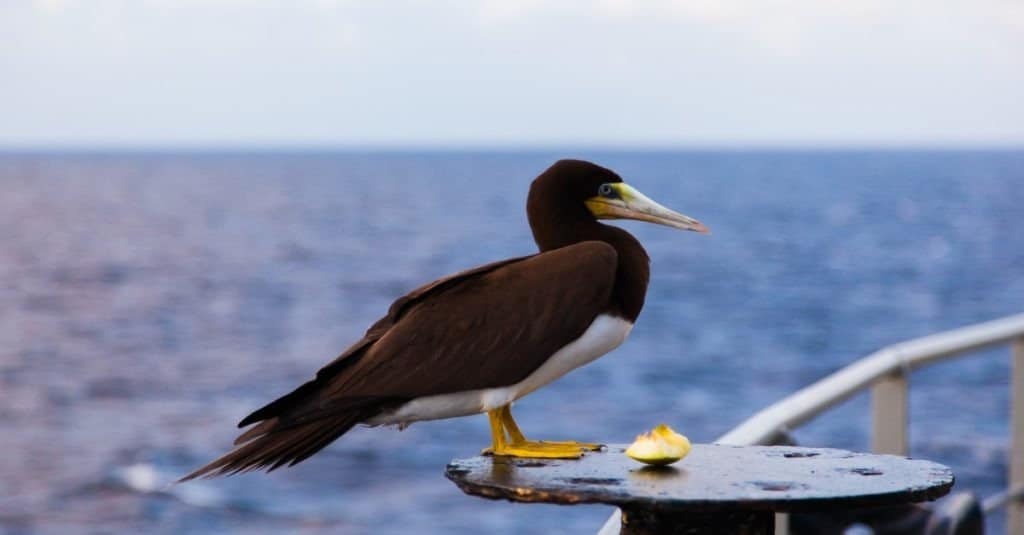 Ritratto di un uccello booby marrone (Sula leucogaster) seduto su una nave nell'oceano, primo piano