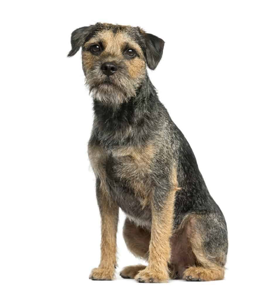 Border Terrier contro Boston Terrier