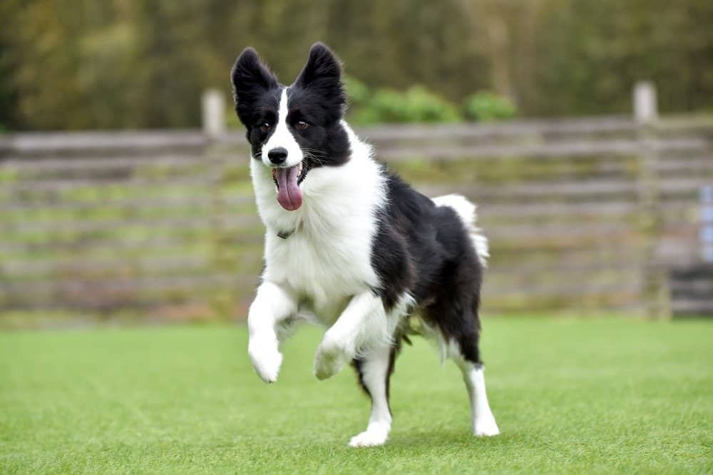 Border collie che gioca 