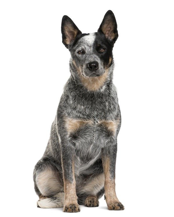 Australian Cattle Dog isolato su uno sfondo bianco